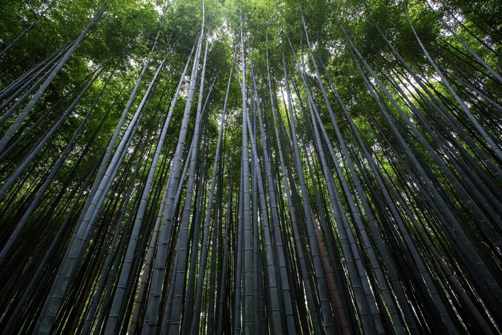 Arashiyama bamboo forest, a highlight of luxury travel in Japan